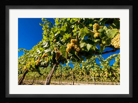 Framed Riesling Grapes In A Columbia River Valley Vineyard Print