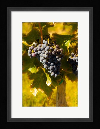 Framed Grenache Grapes In A Columbia River Valley Vineyard Print