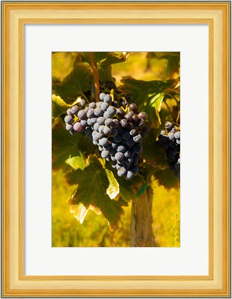 Framed Grenache Grapes In A Columbia River Valley Vineyard Print