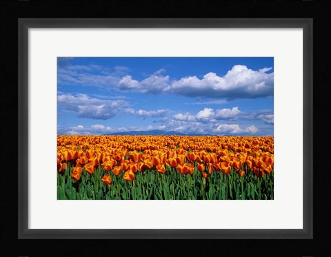 Framed Orange Tulips In Skagit Valley, Washington State Print