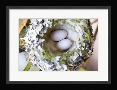 Framed Rufous Hummingbird Nest With Eggs Print