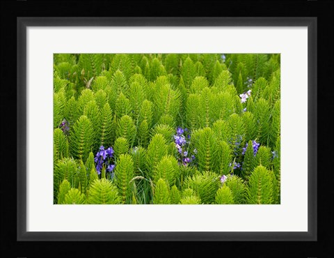 Framed Horsetail, Wild Hyacinth, And Grays Harbor Print
