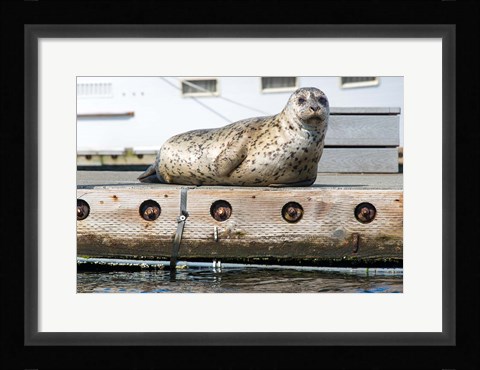 Framed Harbor Seal  Out On A Dock Print
