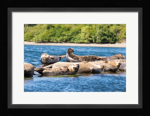 Framed Harbor Seal Gathering At Liberty Bay Print