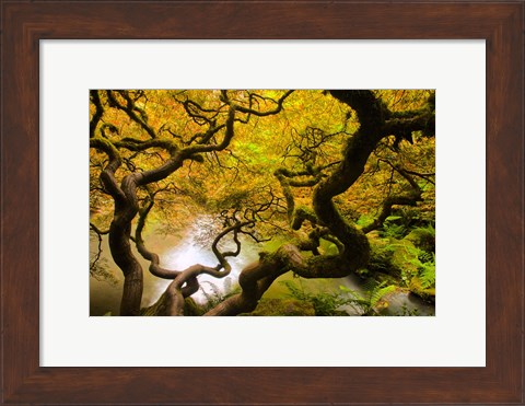 Framed Spring Japanese Maple Hanging Over A Pond Print