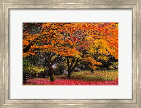Framed Red Vine Maple In Full Autumn Glory Print