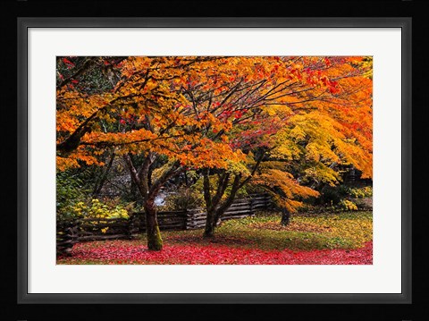 Framed Red Vine Maple In Full Autumn Glory Print