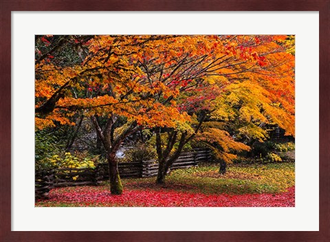 Framed Red Vine Maple In Full Autumn Glory Print