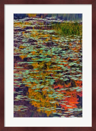 Framed Lily Pads And Autumn Reflections At Babcock State Park Print