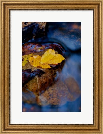 Framed Leaves Floating On Water Print