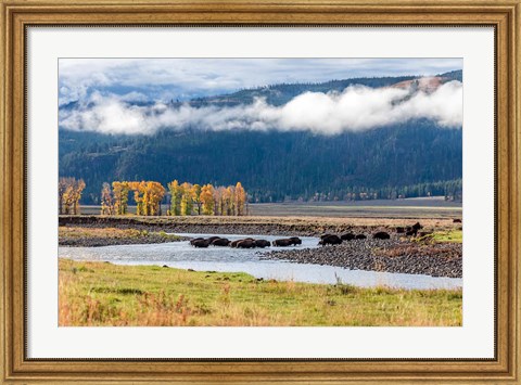 Framed Bison Crossing A Stream Print