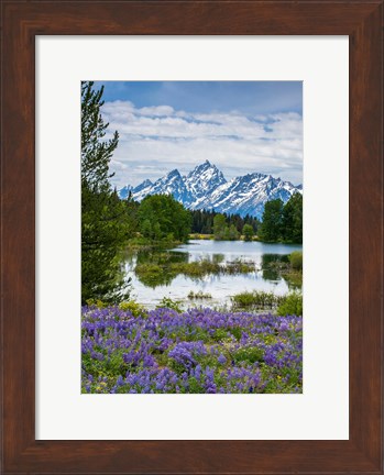 Framed Lupine Flowers With The Teton Mountains In The Background Print