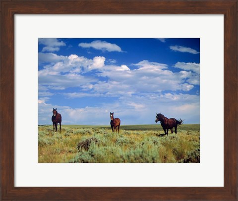 Framed Wild Horses Near Farson, Wyoming Print