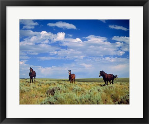 Framed Wild Horses Near Farson, Wyoming Print