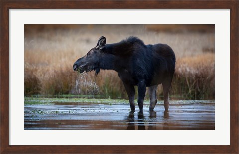 Framed Moose Eating Watercress In A Pond Print