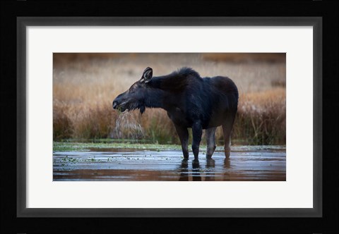 Framed Moose Eating Watercress In A Pond Print
