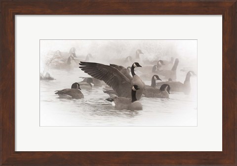 Framed Artistic Shot Of Canadian Geese In The Mist Print