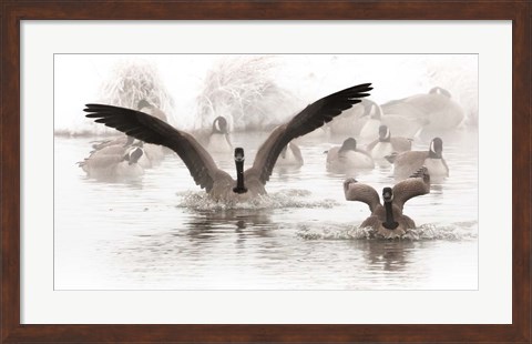 Framed Canadian Geese Land In A Winter&#39;s Pond Print