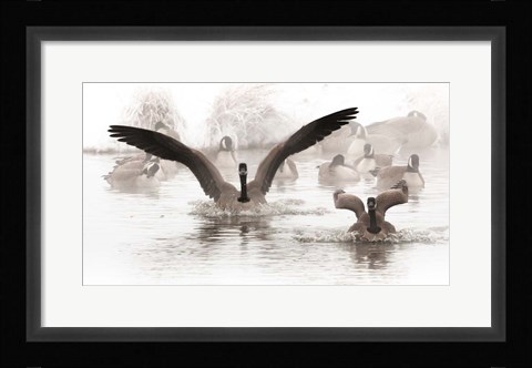 Framed Canadian Geese Land In A Winter's Pond Print
