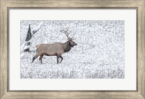 Framed Bull Elk Walks In The Snow Print