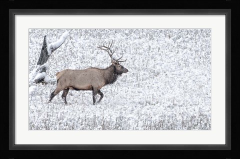 Framed Bull Elk Walks In The Snow Print