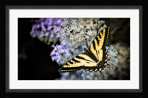 Framed Western Tiger Swallowtail Butterfly On A Lilac Bush Print