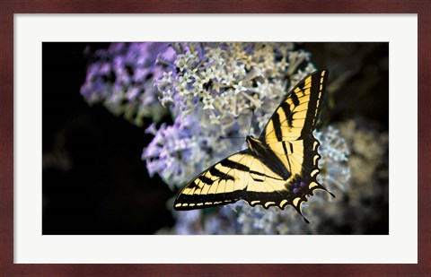 Framed Western Tiger Swallowtail Butterfly On A Lilac Bush Print