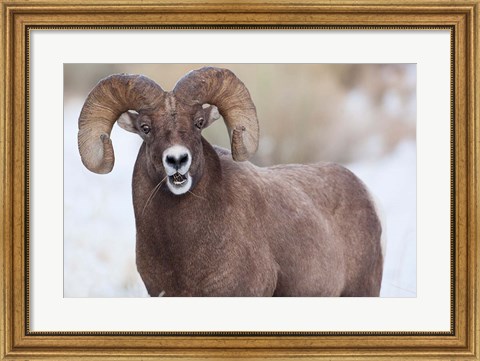 Framed Bighorn Sheep With Grass In His Mouth Print