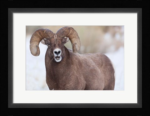 Framed Bighorn Sheep With Grass In His Mouth Print