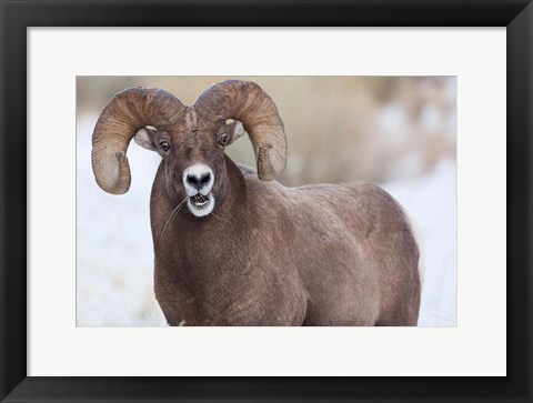 Framed Bighorn Sheep With Grass In His Mouth Print