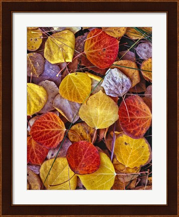 Framed Fallen Autumn Leaves Print