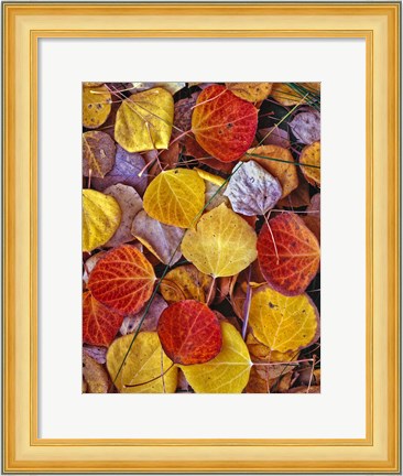 Framed Fallen Autumn Leaves Print