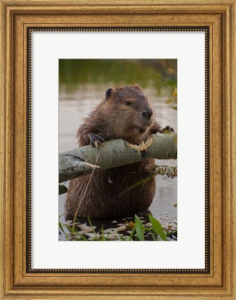Framed North American Beaver Gnawing Through An Aspen Print