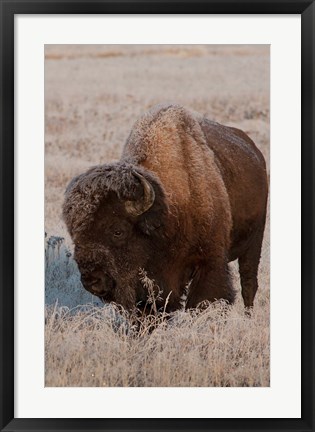 Framed American Bison On A Frosty Morning Print