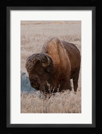 Framed American Bison On A Frosty Morning Print