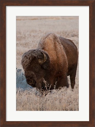 Framed American Bison On A Frosty Morning Print