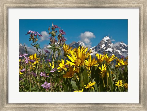 Framed Mule&#39;s Ear And Sticky Geraniumm Wyoming Print