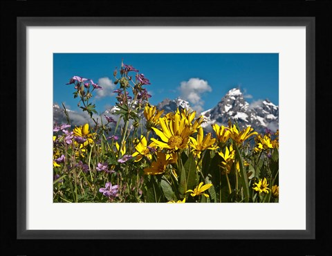Framed Mule's Ear And Sticky Geraniumm Wyoming Print