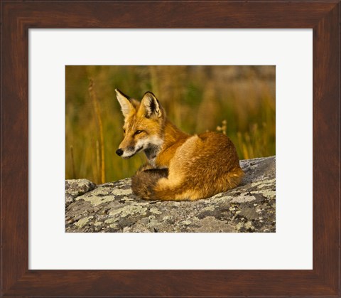 Framed Red Fox Resting, Yellowstone National Park, Wyoming Print