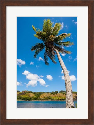 Framed Umatac Bay Palm Tree, Guam Print