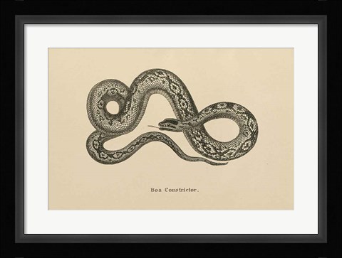 Framed Vintage Boa Constrictor Print