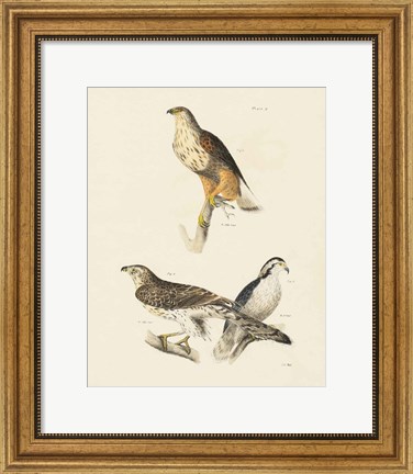 Framed Birds of Prey II Print