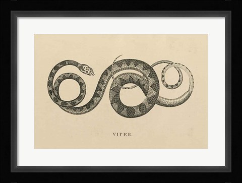 Framed Vintage Viper Print