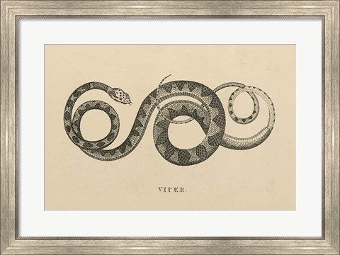 Framed Vintage Viper Print