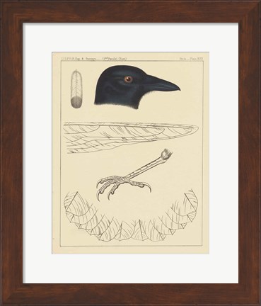 Framed Bird Prints I Print