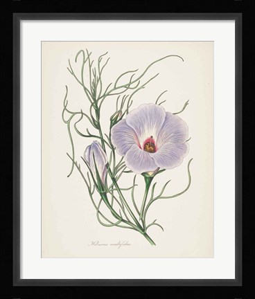 Framed Antique Botanical XXX Cream Print
