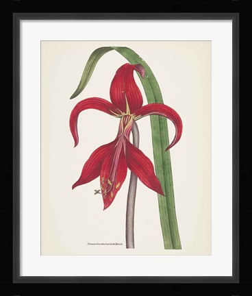 Framed Antique Botanical XIV Cream Print