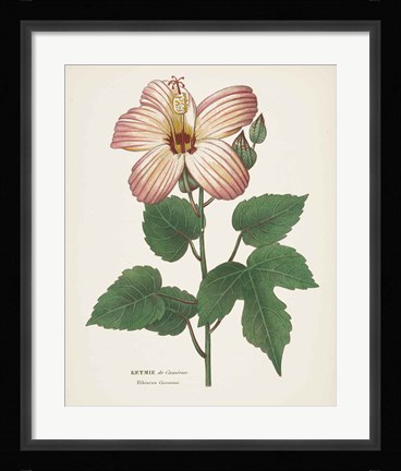 Framed Antique Botanical XXVII Cream Print
