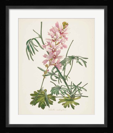 Framed Antique Botanical LVII Cream Print