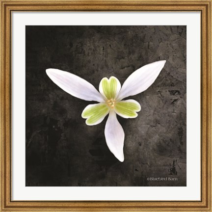 Framed Contemporary Floral Trillium Print